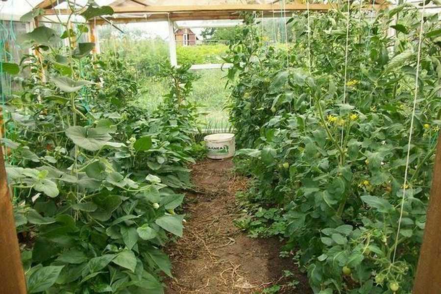 Совместимость овощей в теплице – залог богатого урожая