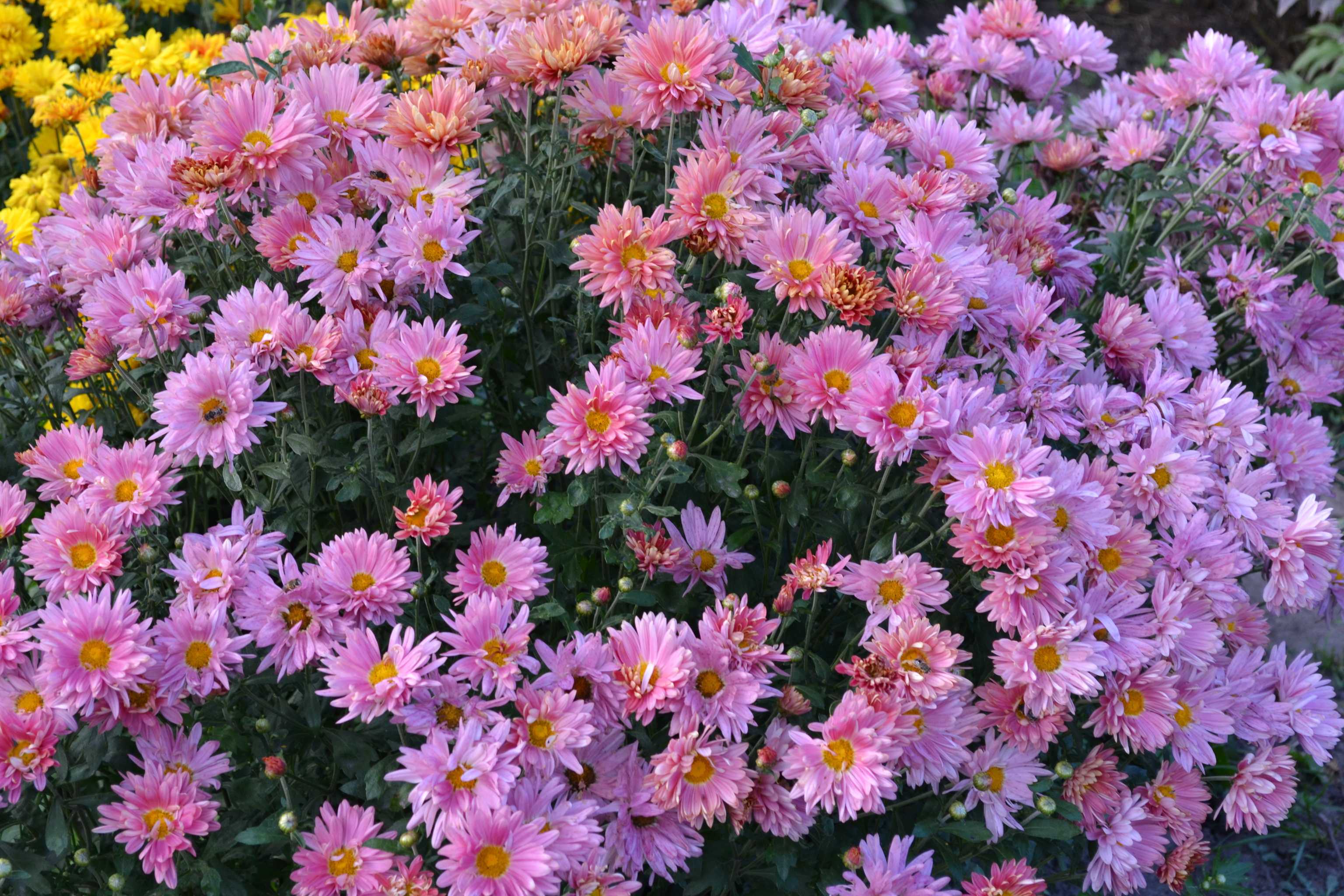 Хризантема садовая фото