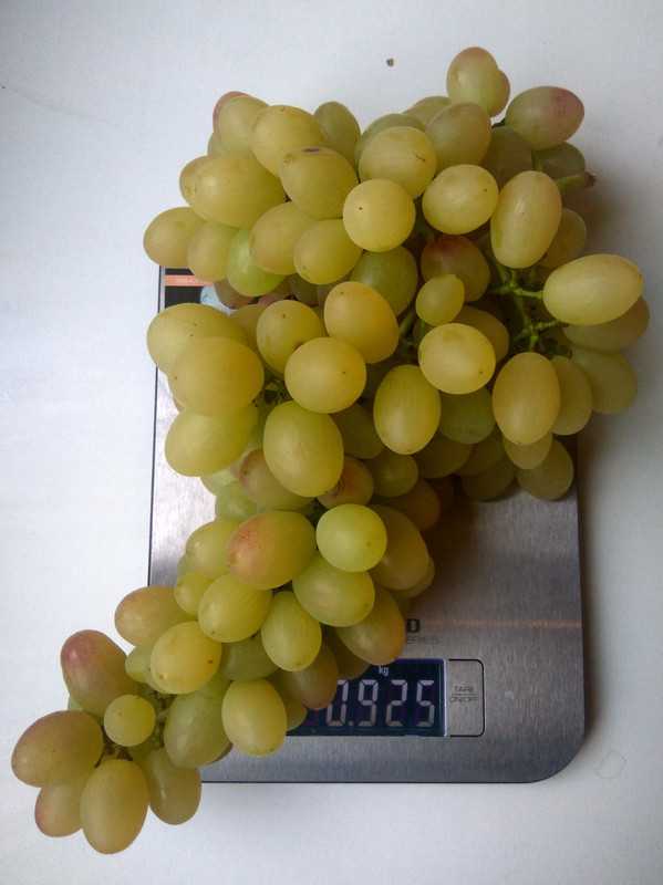 Виноград тасон: один из лучших мускатных сортов для приготовления элитного вина