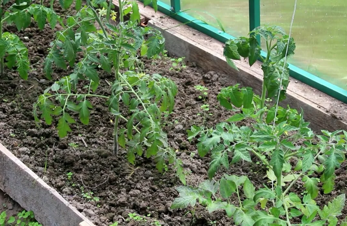 Посадка помидор под пленку рассадой – 4 главных условия и особенности проведения работ