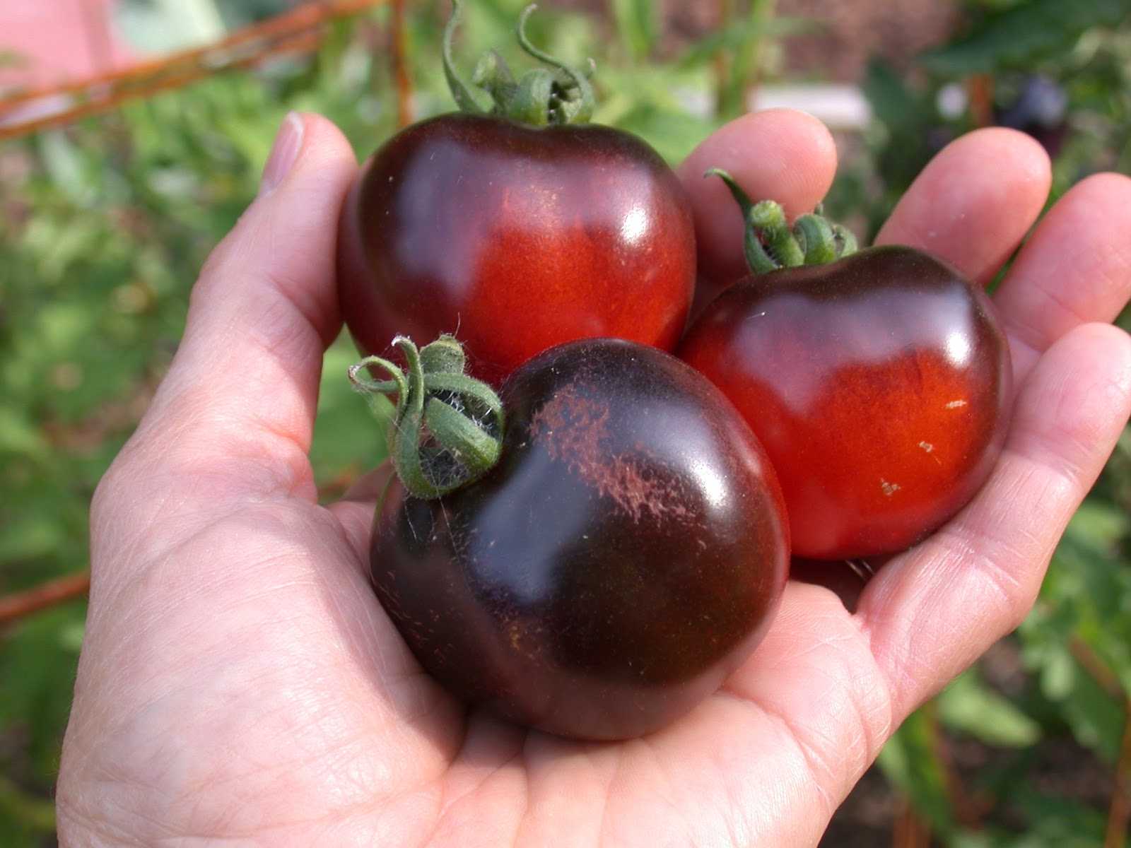 Сорт помидоров черный принц с фото и описанием