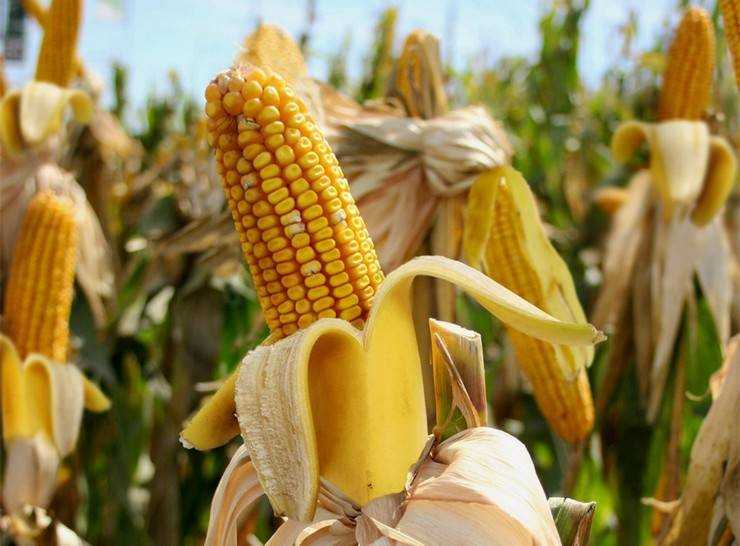 Как правильно сажать кукурузу и ухаживать за ней после посадки?
