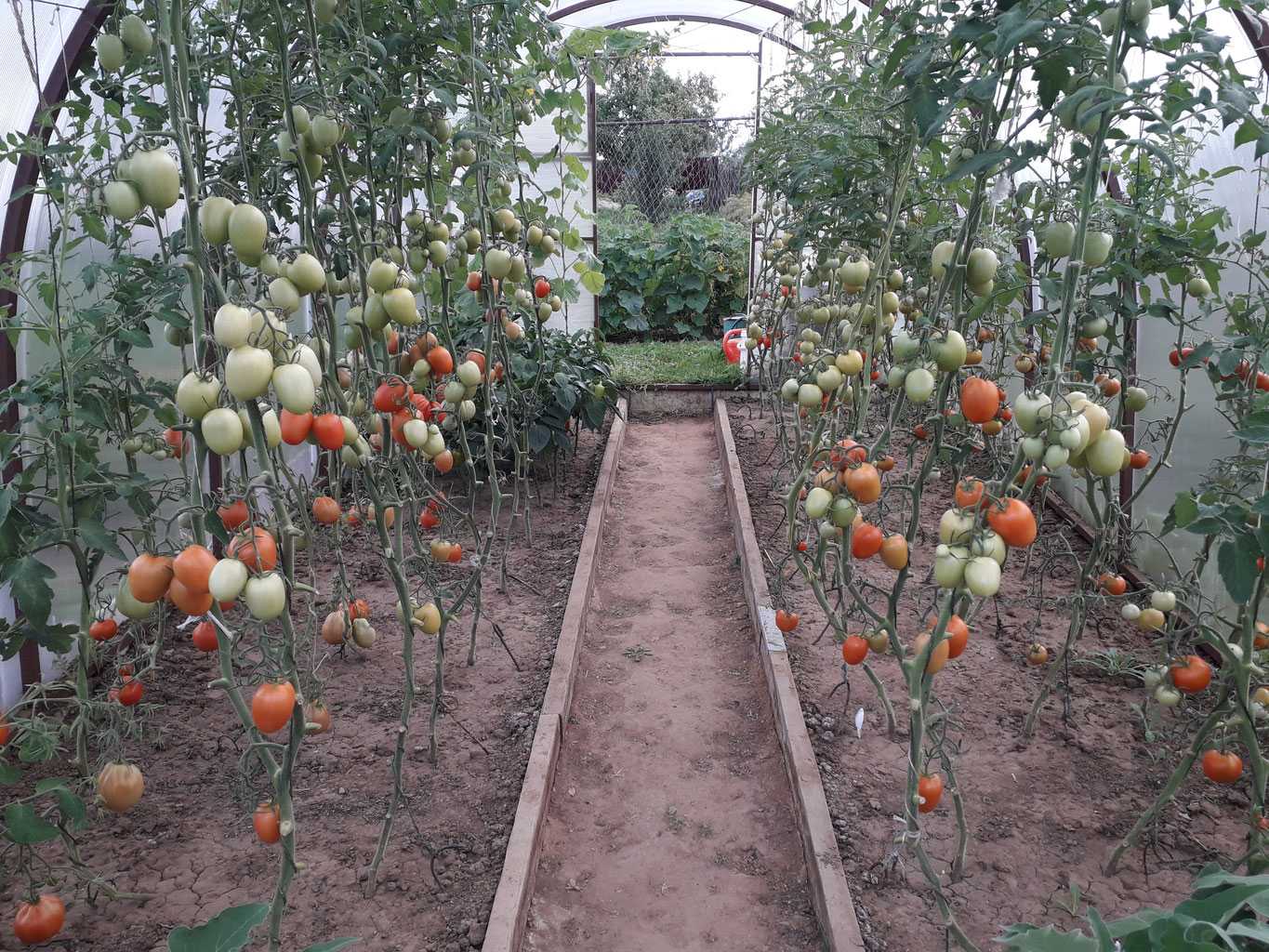 Перец и баклажаны в теплице – вместе с огурцами и помидорами. выращивание перца и баклажанов в теплице