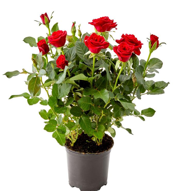 Роза кордана: выращивание и уход в домашних условиях и в саду