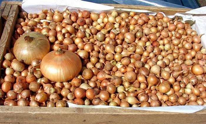 Сажаем лук-севок: инструкции по получению обильного урожая