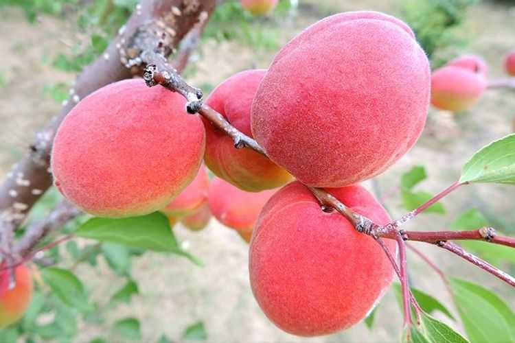 Описание сорта абрикоса ульянихинский, правила его выращивания