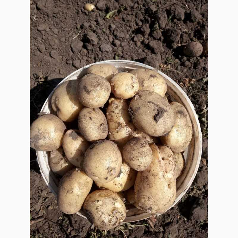 Сорт картофеля «аризона» – описание и фото