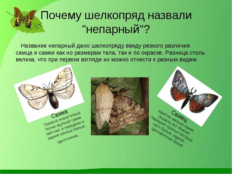 Непарный шелкопряд: признаки поражения растения и борьба с вредителем