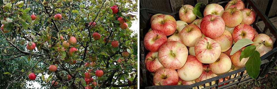 Характеристика и описание сорта яблони конфетная