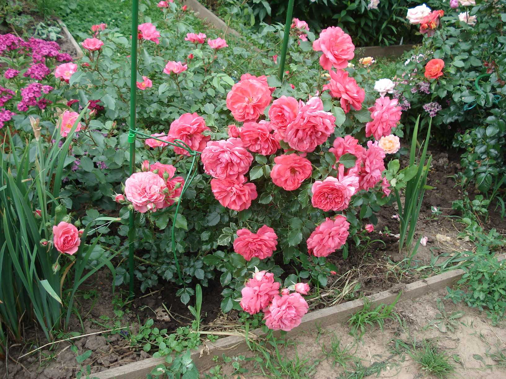 Роза глория дей клайминг: описание сорта, посадка и уход, отзывы цветоводов