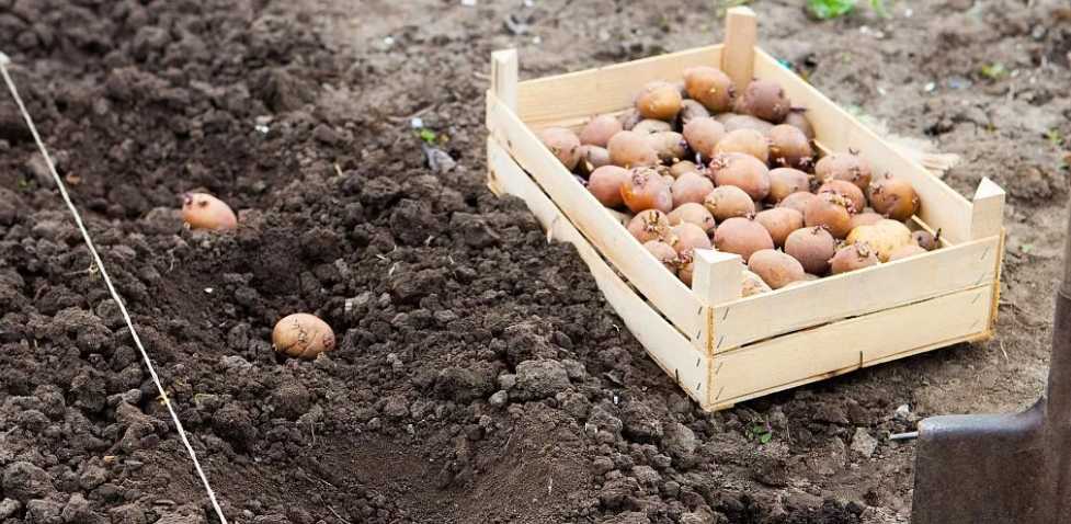 Подготовка почвы для посадки картофеля весной
