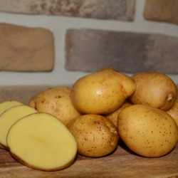 Сорт картофеля зорачка характеристика отзывы фото