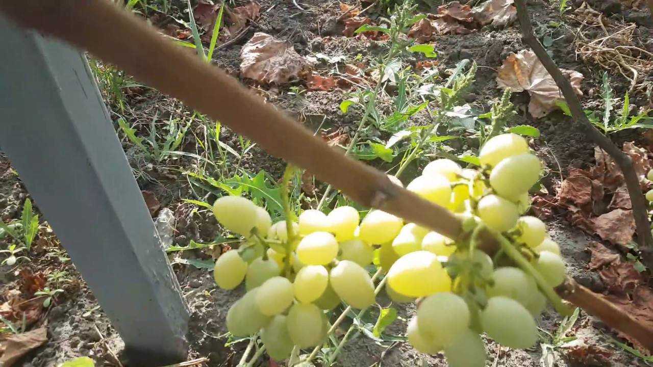 О винограде дружба: описание и характеристики сорта, посадка и уход