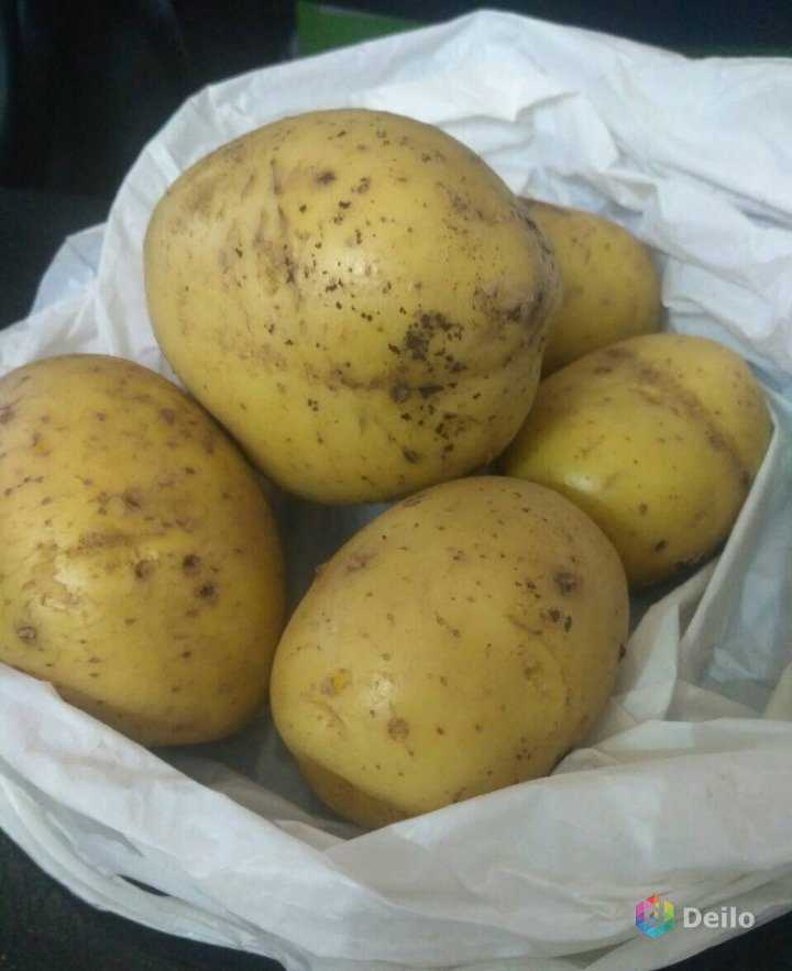 Картофель скарб купить. Картофель скарб. Сорт картошки скарб. Картофель сорт изюминка. Белорусский семенной картофель.