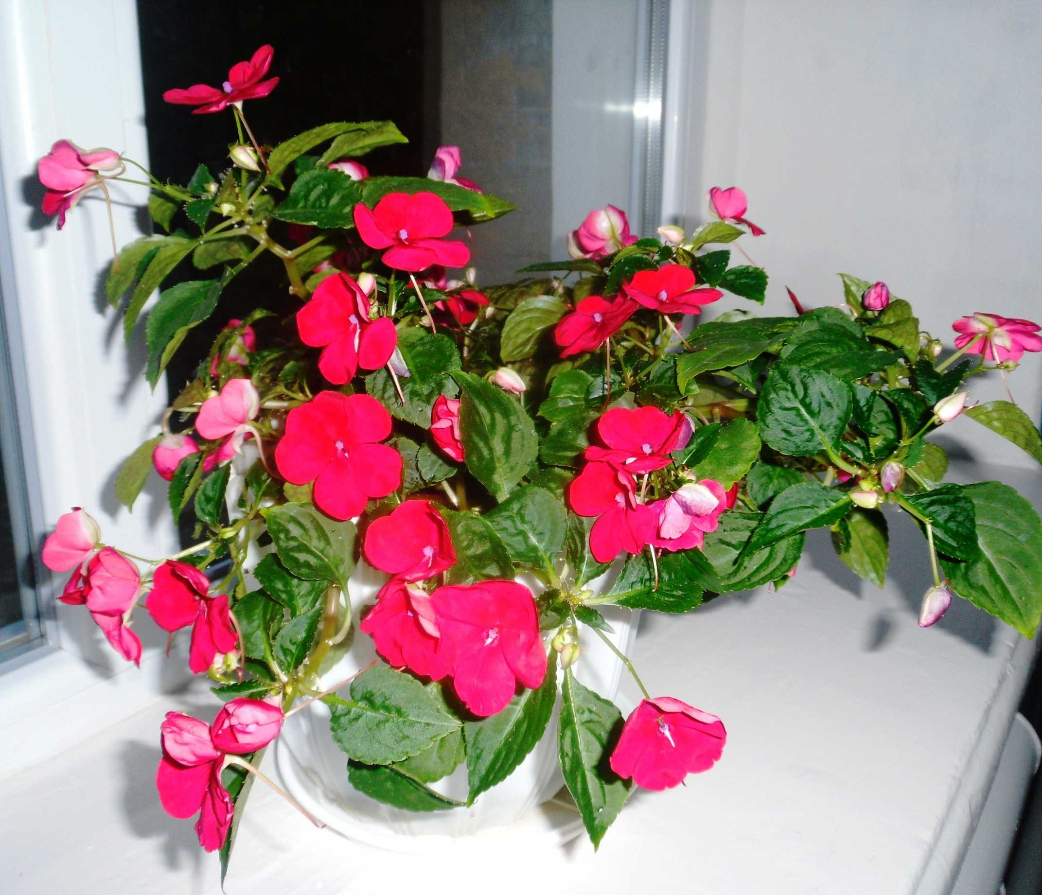 домашние цветы ванька мокрый фото