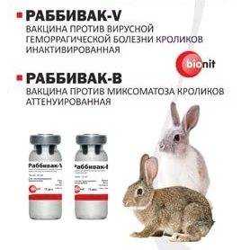 Как применять «соликокс» для кроликов: инструкция и дозировки