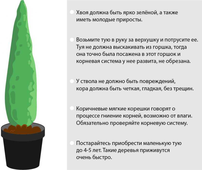 Корневая система туи смарагд схема