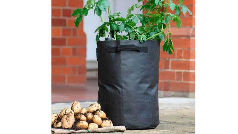 Технология выращивания картофеля в бочке: описание, фото, отзывы