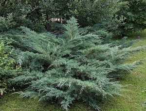 Можжевельник виргинский (juniperus virginiana)
