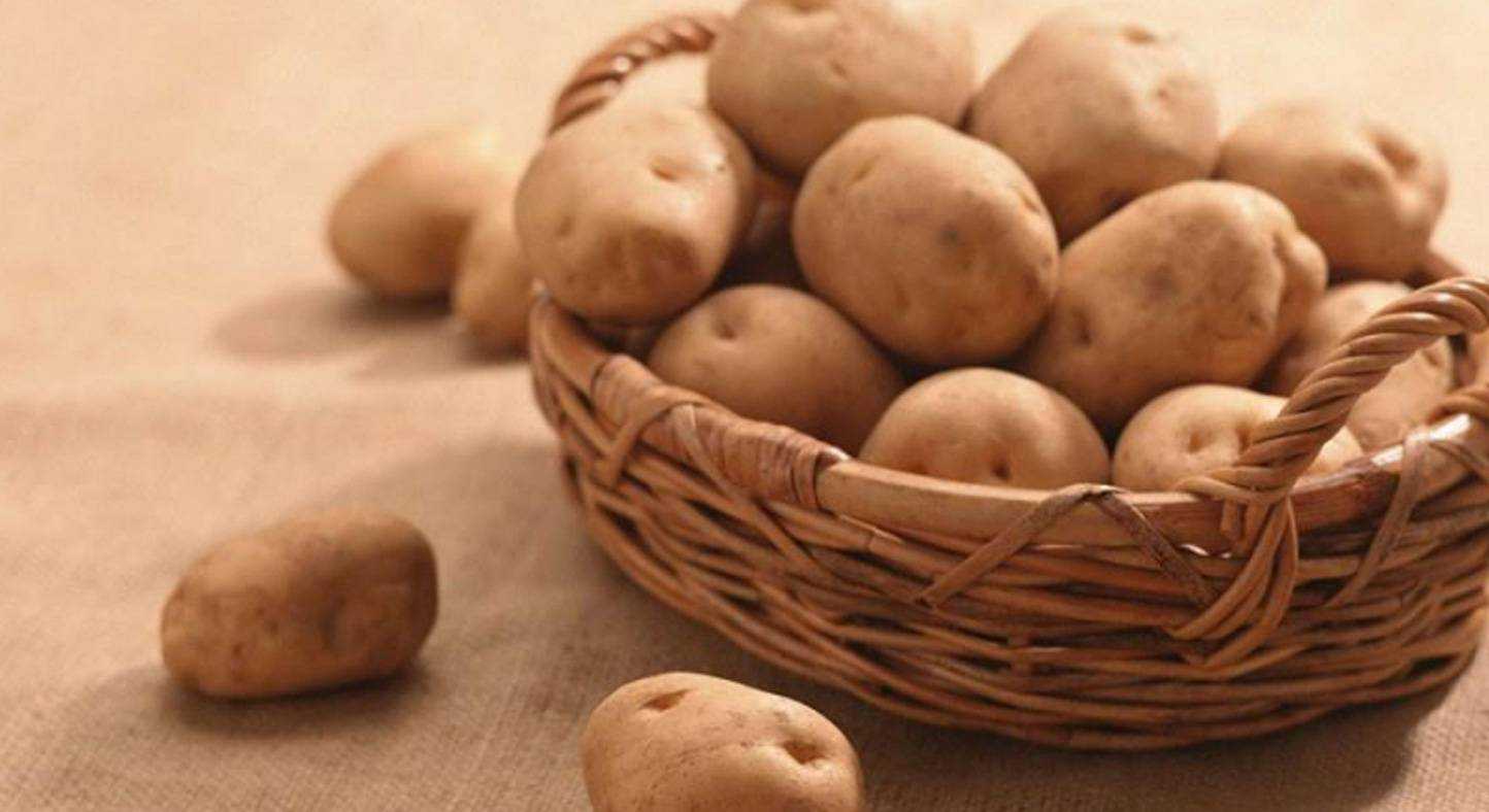 Крупноплодный картофель «родриго»: описание сорта, фото, характеристика