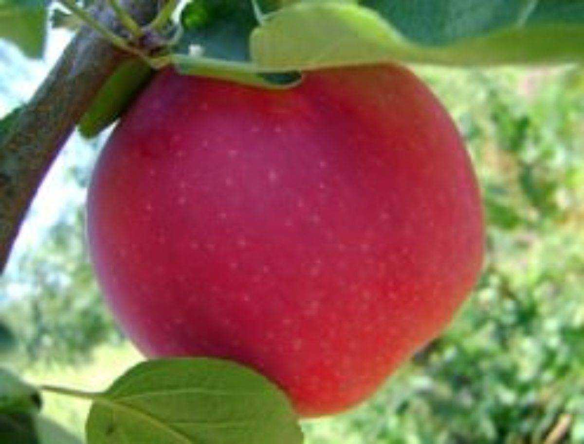 Зимний сорт яблок: шафрановый огурец