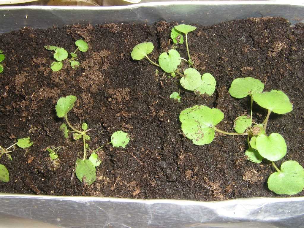 Как посадить гейхеру в открытом грунте: выращивание и уход, размножение