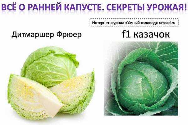 Выбираем сорт белокочанной капусты: по сроку созревания и региону произрастания