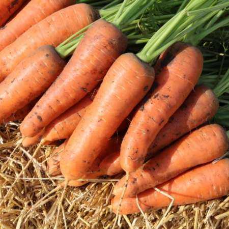 Подробное описание и характеристика моркови сорта шантане