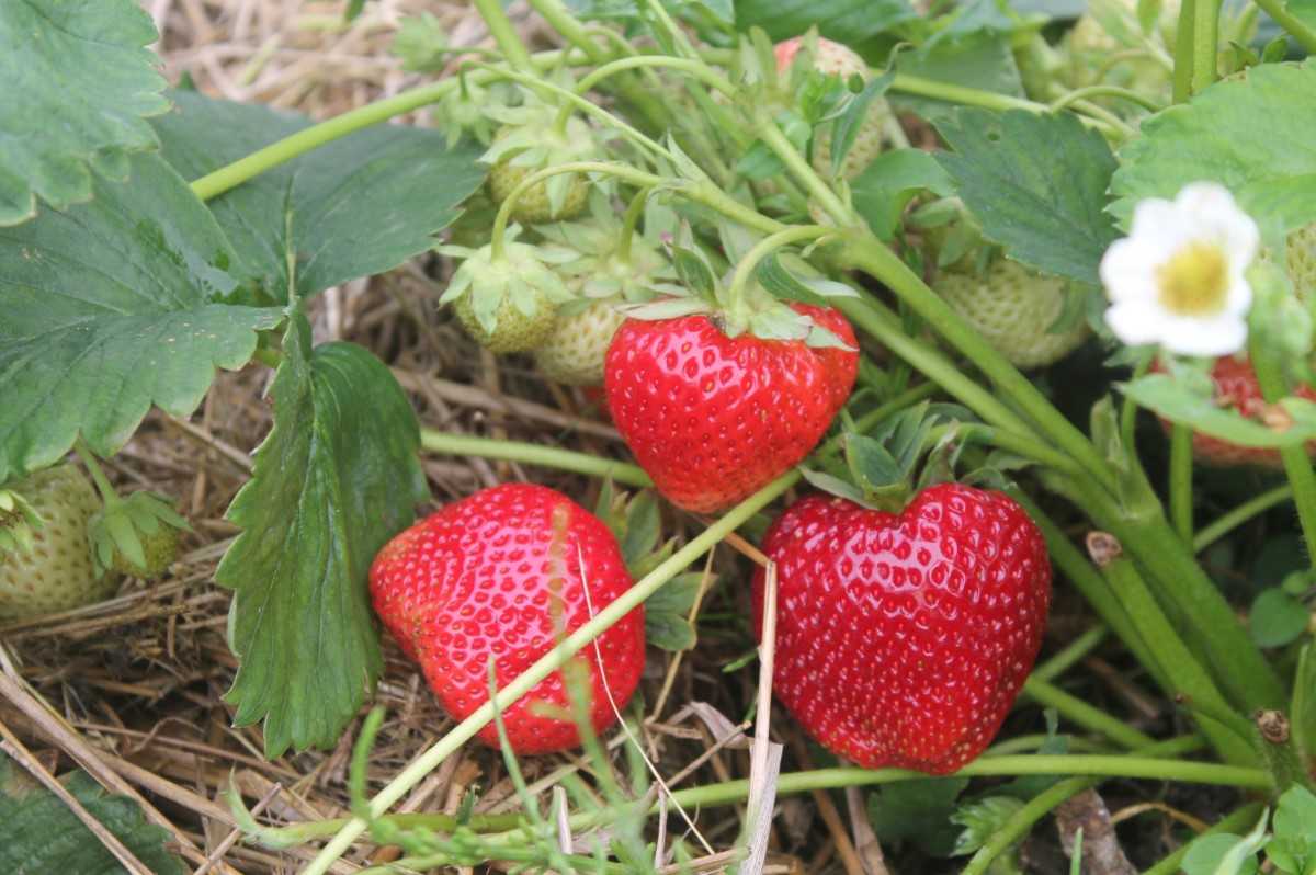 Земляника сорт александрия: красивые ягоды, вкусный урожай