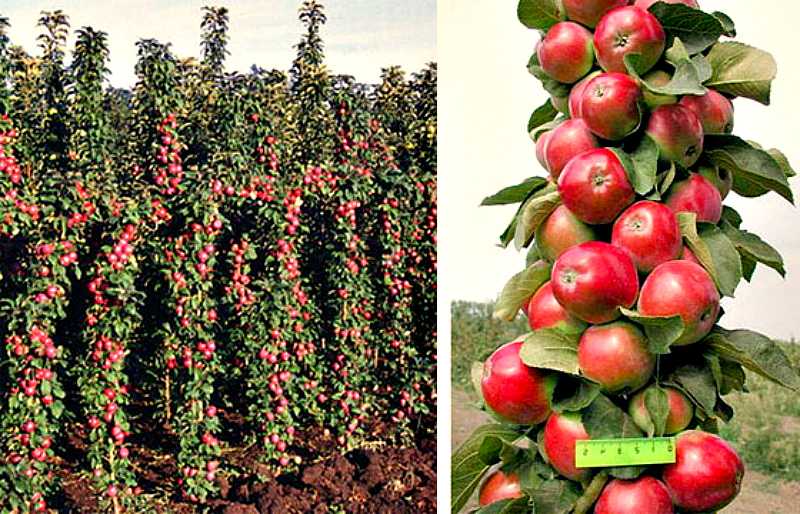 О яблоне роял бьюти: описание и характеристики сорта, уход и выращивание