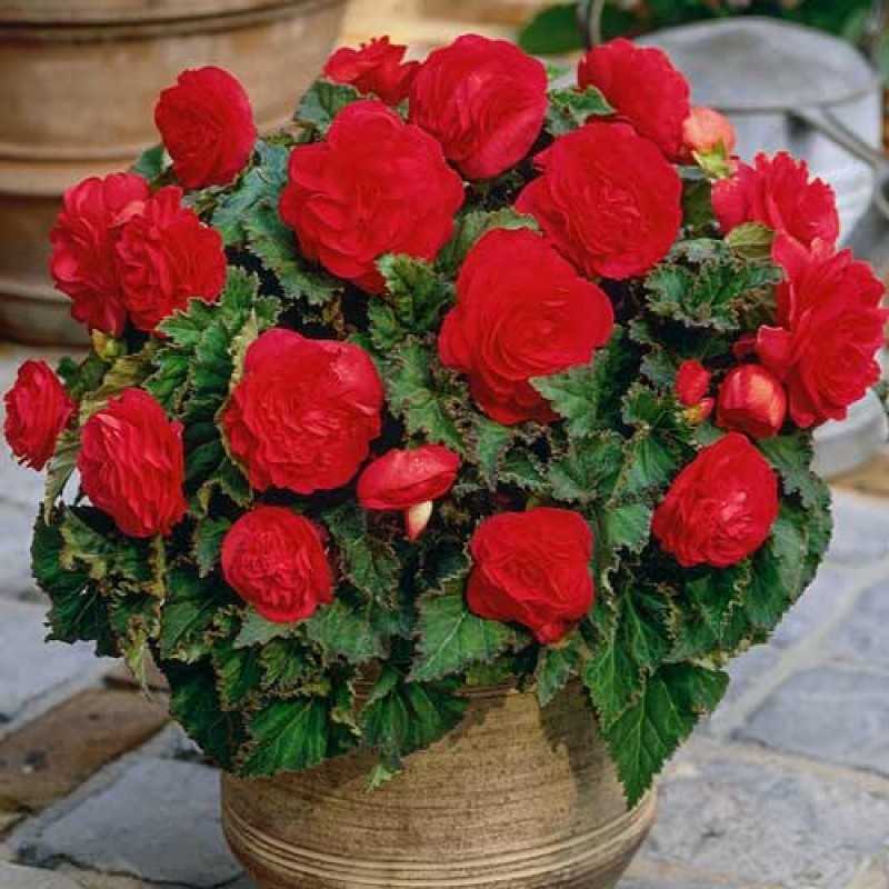 Почвопокровный сорт роз скарлет мейяндекор: как посадить и ухаживать за цветком