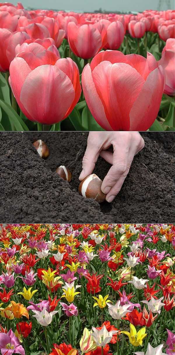 Пересадка тюльпанов после цветения