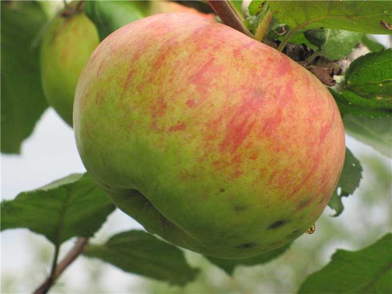 Яблоки апорт: описание и характеристики сорта, посадка и уход, разновидности, размножение