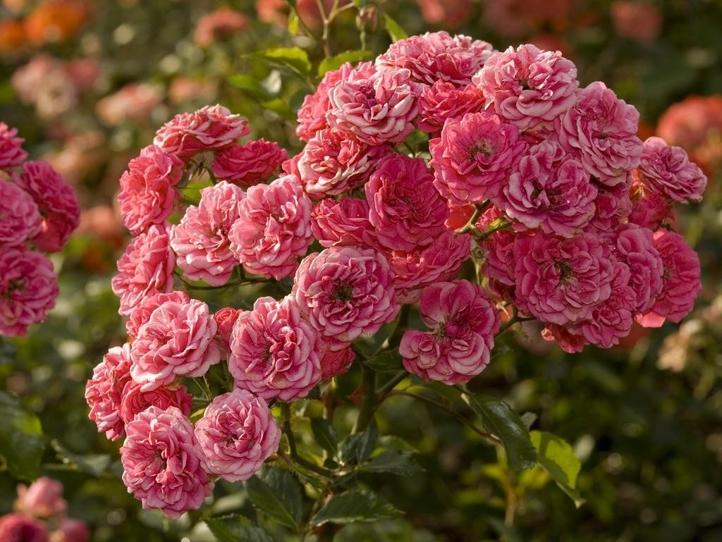 Пионовидные розы: виды и сорта с фото, уход и посадка