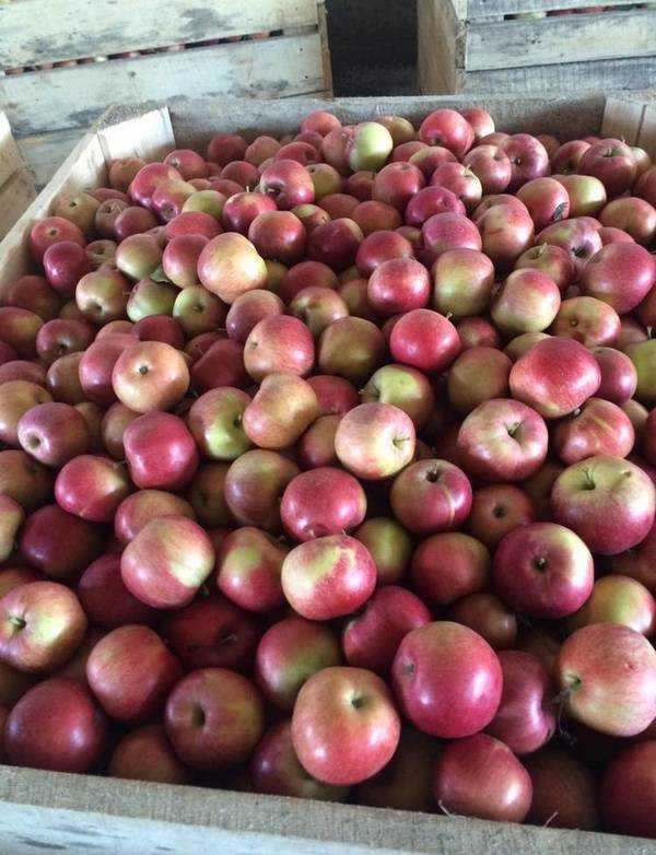О выращивании яблони айдаред