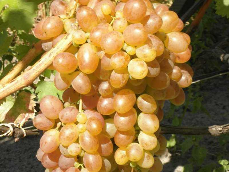Виноград «тасон» — описание, характеристика, история, особенности ухода