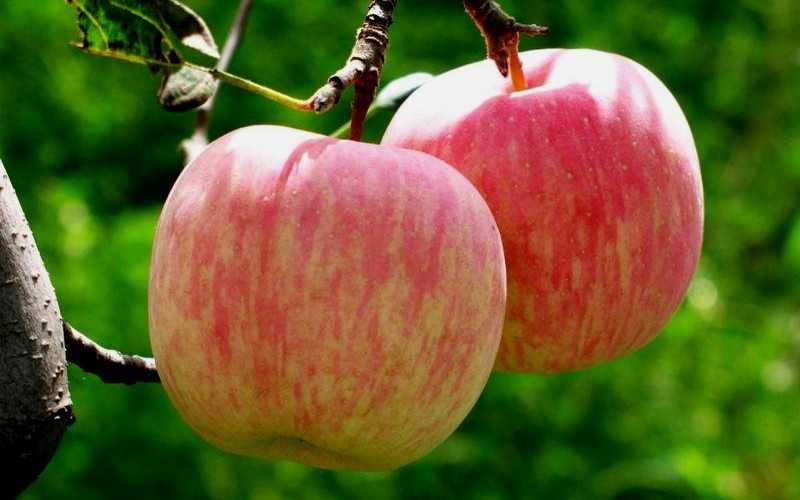 Характеристика осенне-зимней яблони фуджи
