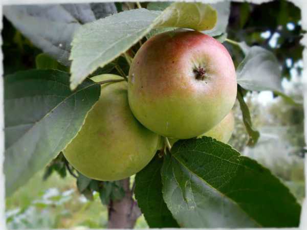 Янтарное ожерелье: описание колоновидной яблони, отзывы, фото и особенности выращивания и ухода
