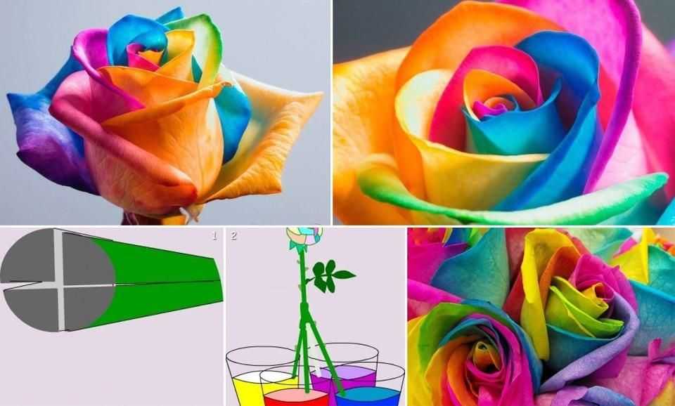 Как делают цветные розы