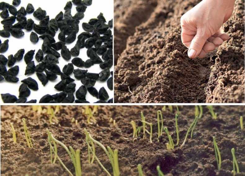 Подготовка лука севка к посадке весной: правила и схемы обработки 