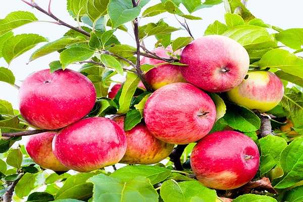 Яблоня «недзвецкого» – яркое украшение сада
