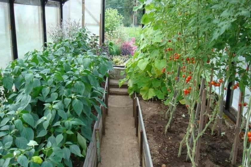Базилик с томатами в теплице и в открытом грунте вместе: можно ли сажать помидоры рядом с пряной травой, как ухаживать и собирать урожай, а также фото растений