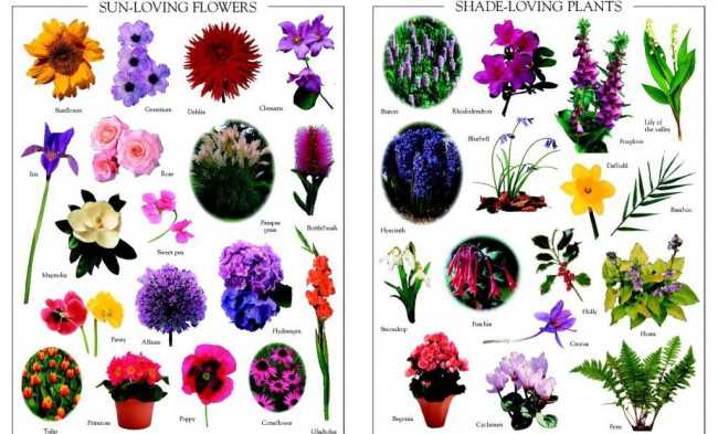 8 основных видов цветников
