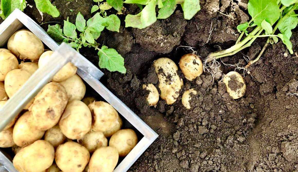 La Bonnotte картофель. Клубни при цвете картошки. Картошка на грядке. Картошка на майские. Когда можно сажать картошку в 2024 году