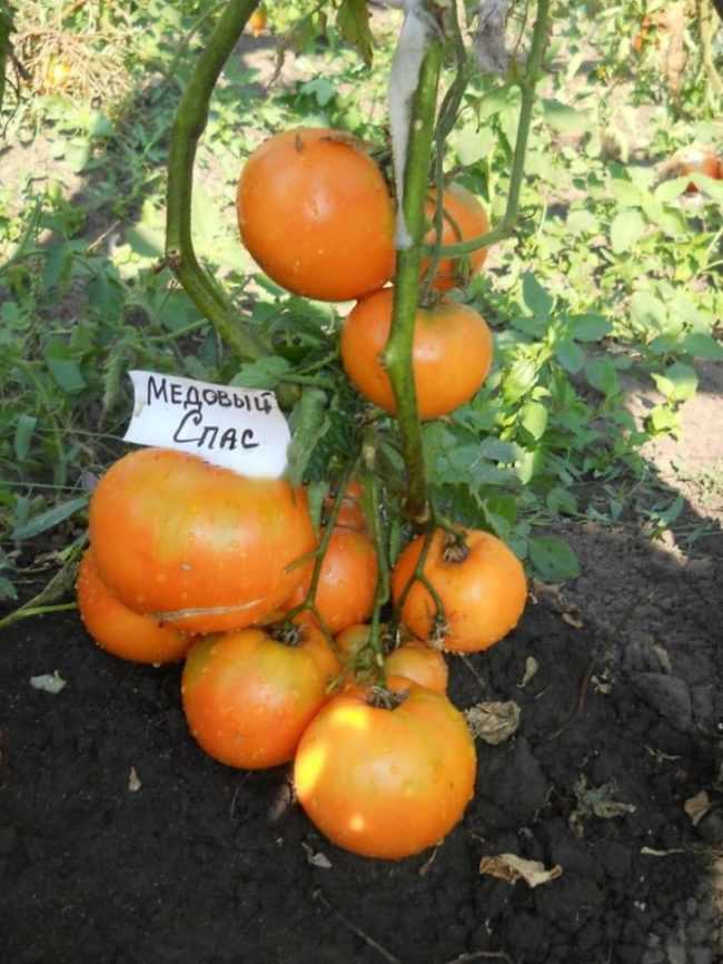 Томат "медовый": описание сорта, высота куста, характеристика вкуса помидор,  и фото