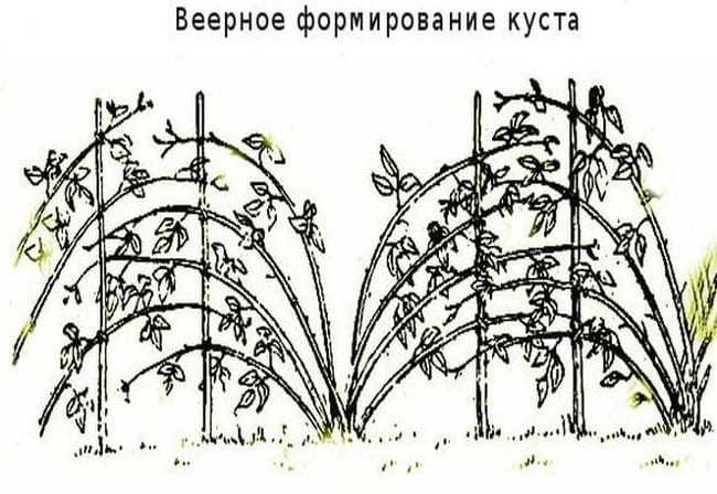 Шпалеры для малины своими руками: пошаговая инструкция, как сделать красивое ограждение