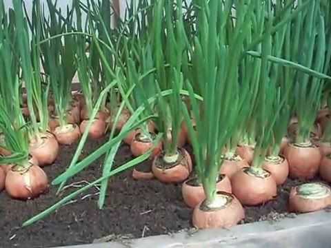 Как посадить лук на зелень