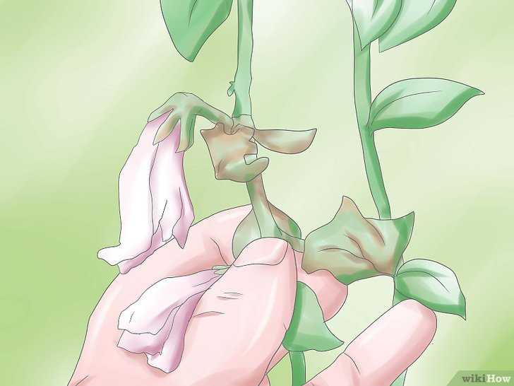 Как прищипывать петунию? 19 фото пошаговое прищипывание петунии, чтобы она была пышной и шикарно цвела. как нужно прищипывать ее для обильного цветения?
