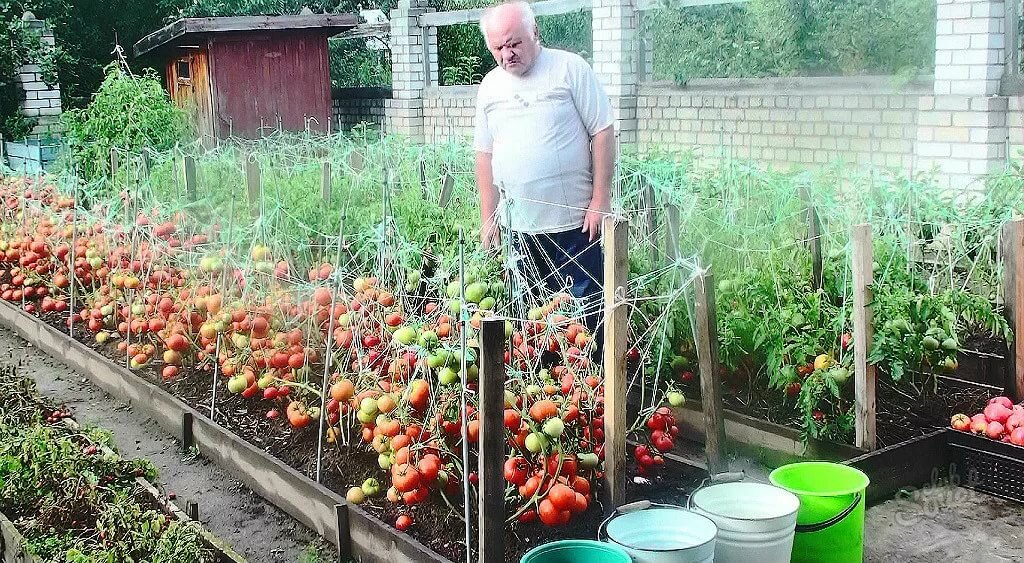 Как вырастить помидоры из семян: как правильно сеять и организовать высадку своих томатов и уход за ними?