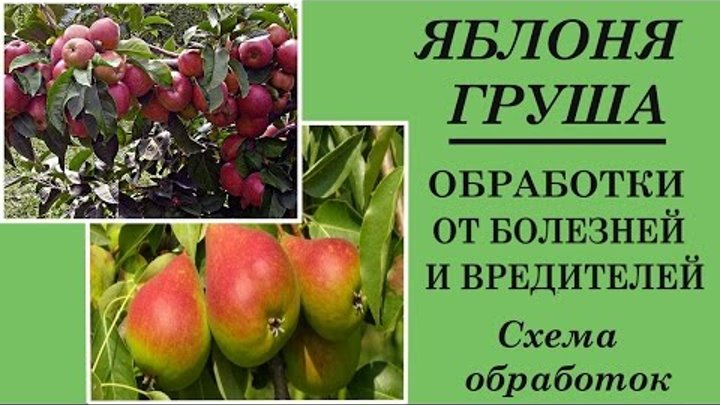 Чем обрабатывать яблони весной от вредителей и болезней